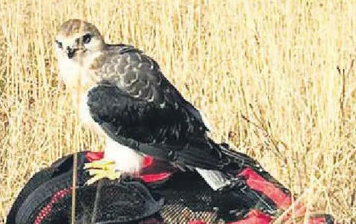 Steyn City - Ideal spot to release wildlife - Midrand Reporter